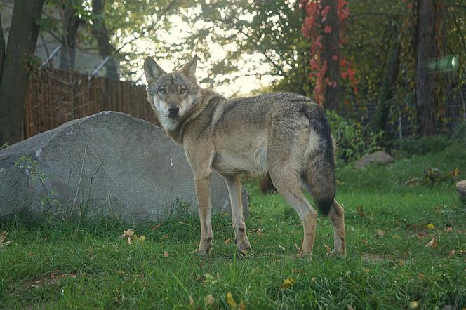 Weekendowe atrakcje we wrocławskim zoo: Dzień Wilka i charytatywny "Dziki Bieg"