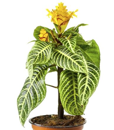 afelandra