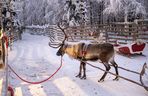 Gdzie mieszka święty Mikołaj? Wioska Mikołaja w Rovaniemi