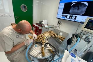 Domowy serwal u dentysty