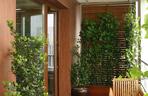 pnącza na balkon