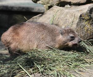 Góralki skalne w Warszawskim ZOO