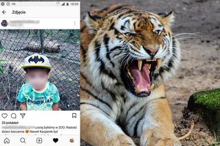 Poznańskie ZOO: Rodzice włożyli dziecko niemal na wybieg tygrysów, a zdjęciem pochwalili się w sieci!