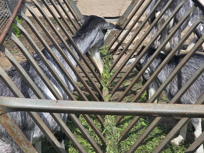 Zaglądamy do mieszkańców bydgoskiego ZOO. Kto mieszka w sercu Myślęcinka?