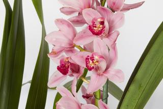 Cymbidium