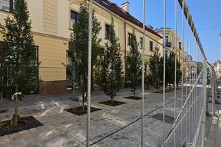 Sadzenie drzew na Grunwaldzkiej w Rzeszowie