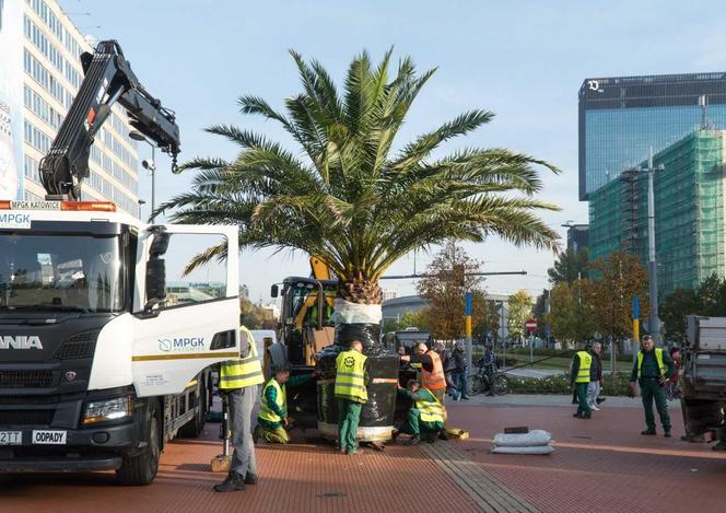 Z katowickiego Rynku zniknęły palmy. Na szczęście tymczasowo