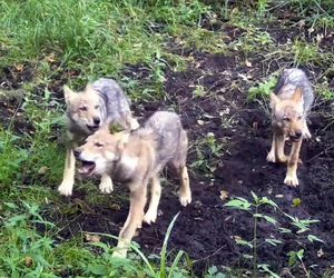Wyjące wilki pod Częstochową? Tego nagrania nie da się zapomnieć!