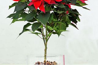 Gwiazda betlejemska – najpiękniejsze dekoracje