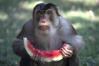 Lody z rybami i zimne prysznice – tak zwierzęta w Zoo radzą sobie z upałami [ZDJĘCIA]