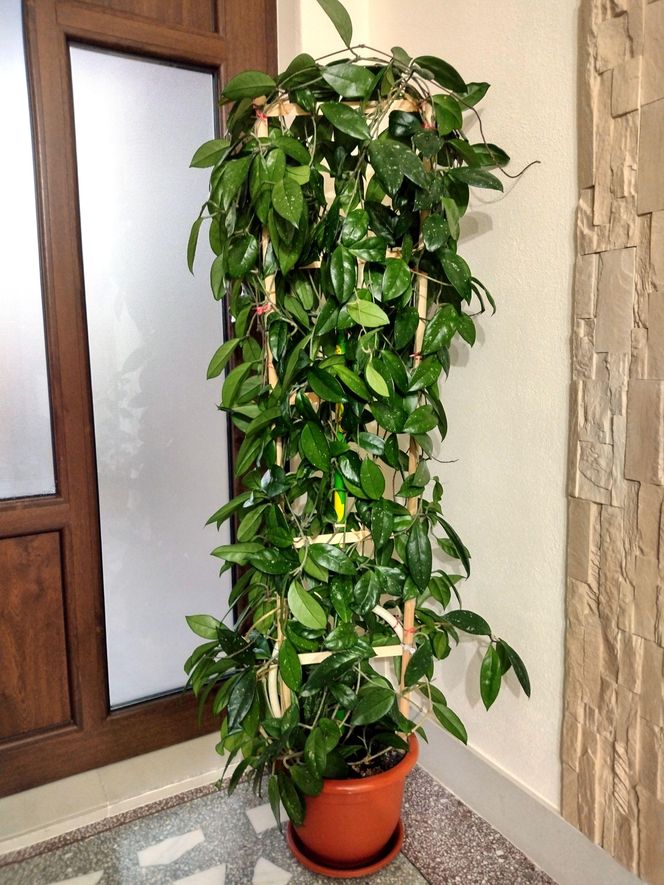 Rośliny doniczkowe na podporach