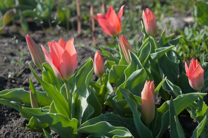 Tulipany Greiga