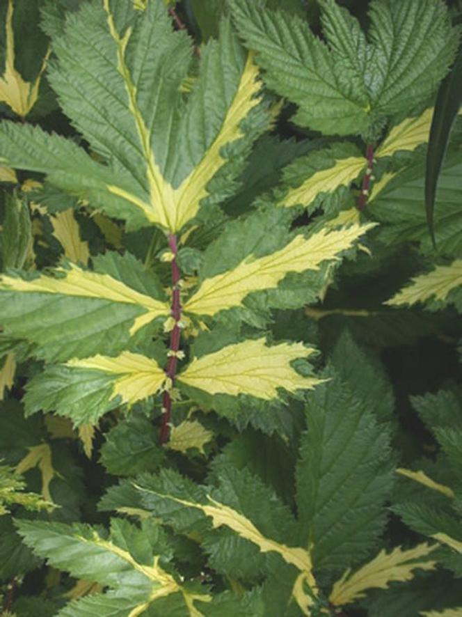 Wiązówka błotna 'Variegata' - Filipendula ulmaria 'Variegata'