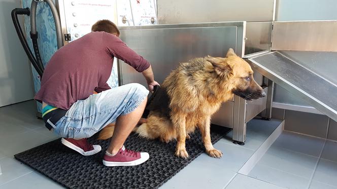 Samoobsługowa myjnia psów we Wrocławiu