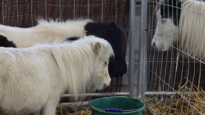 Tak wyglądał Zoopark 2024 w Lublinie! Zobacz zdjęcia