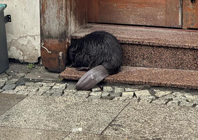 Bóbr przy ul. Odrzańskiej w centrum Wrocławia. "Był zdrowy, ale przestraszony"