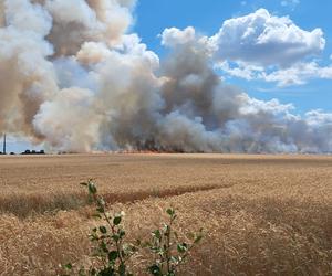 Ogromny pożar pod Gorzowem. Trwa akcja służb!