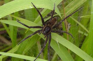 Jadowite zwierzęta występujące w Polsce
