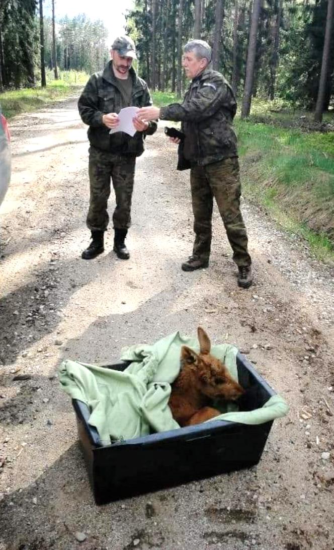 Leśnicy uratowali maleństwo porzucone przez matkę