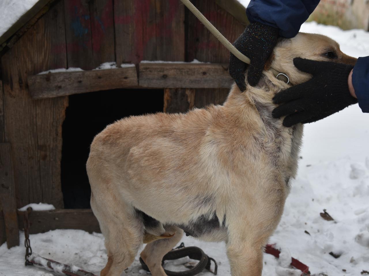 W czasie mrozów pies został przywiązany do budy. Interweniowali policjanci