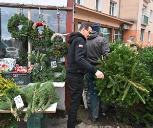 Morawiecki kupuje choinkę na święta