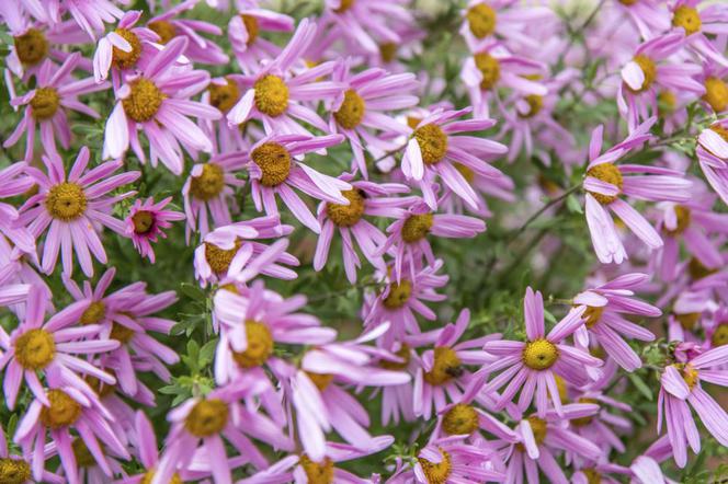 Złocień Weyricha - Chrysanthemum weyrichii