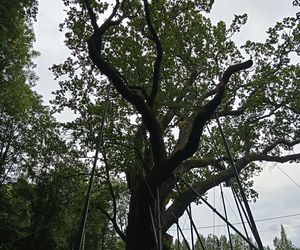 Dąb Bartek w Zagnańsku. Lipiec 2025