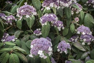 Hortensja omszona = Hortensja kosmata - Hydrangea aspera