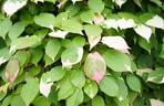 Aktinidia pstrolistna