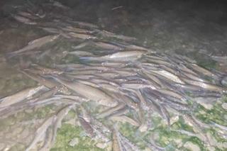 Tysiące ryb na brzegach Wisły. „Nigdy czegoś takiego nie czułem”