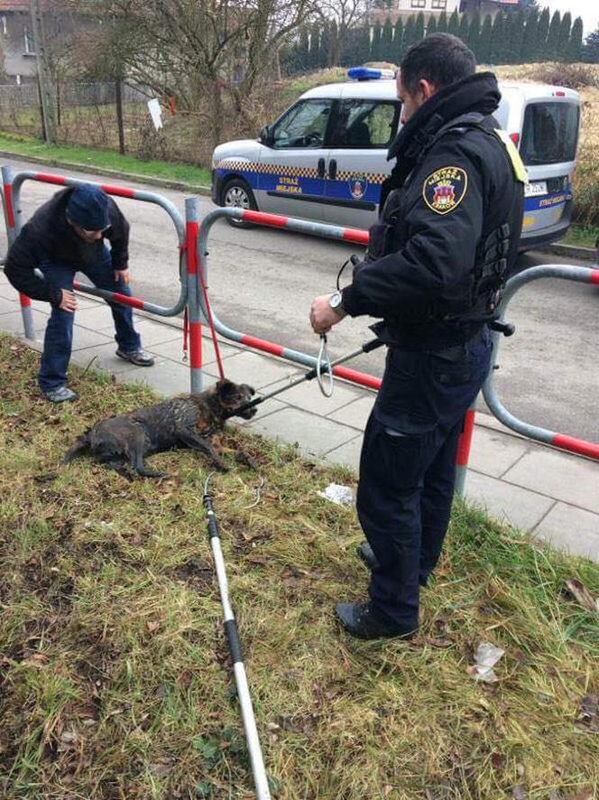 Kraków: Ratowali wyziębionego psa. Zwierzę utknęło w kanale, w lodowatej wodzie [ZDJĘCIA]