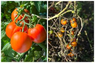 Zaraza ziemniaczana na pomidorach - domowe sposoby zwalczania. Czym i kiedy pryskać? 