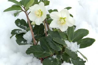 Jakie rośliny kwitną zimą w ogrodzie? [Porada eksperta]