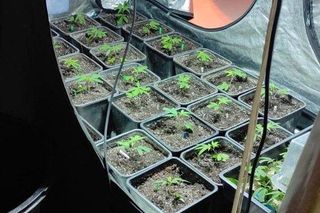 Policja zlikwidowała plantację konopi indyjskich w Jaworznie. Krzaków było naprawdę sporo...