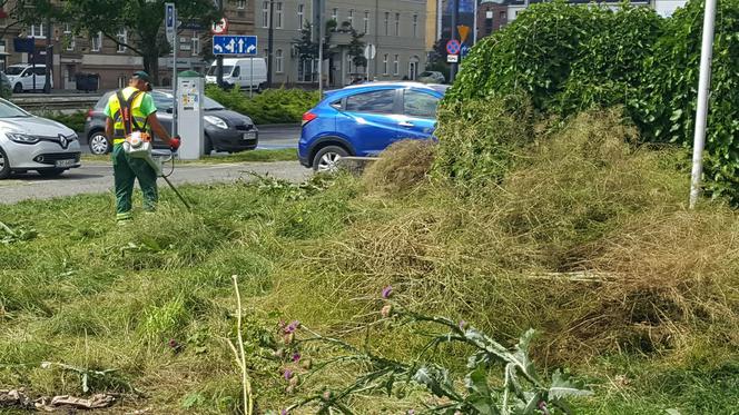 Znika bydgoski busz! To miały być oszczędności i walka z suszą. Ogrodnik ma inne zdanie