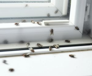 Żadna mucha nie wleci do Twojego w domu. Rozcieńcz z wodą i rozpyl w powietrzu, a owady wyniosą się raz na zawsze. Sposób na muchy w domu