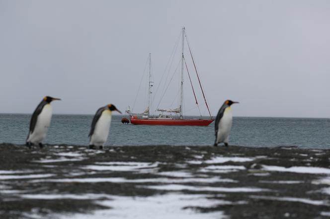Pingwiny na St. Andrews Bay