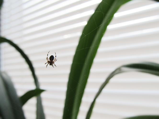 Pająki domowe. Jakie pająki możemy spotkać w naszych domach?