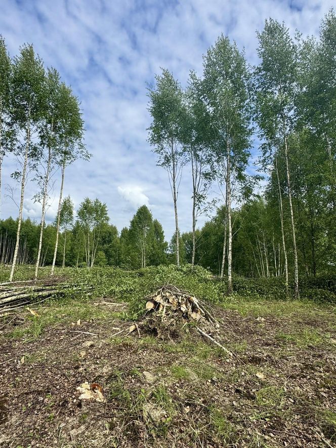 Kontrowersyjna wycinka w Mysłowicach zatrzymana. Interweniował prezydent 