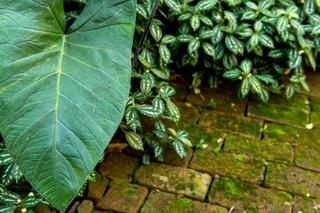 Pilea Cadiera - Pilea cadierei