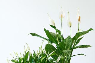 Kwiaty doniczkowe z marketu