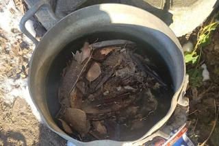 Skrajnie wycieńczone psy w Żołędowie pod Bydgoszczą. Jeden z nich nie przeżył transportu 