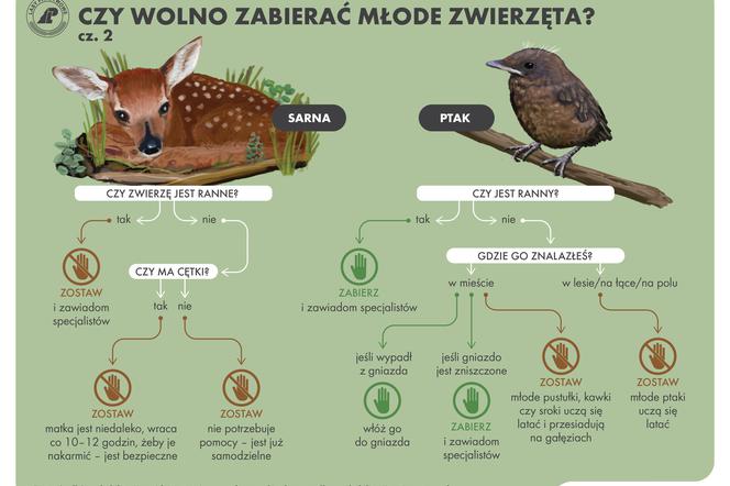Nie zabierajmy małych zwierząt z lasu