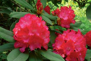 Czerwone kwiaty do ogrodu: różanecznik