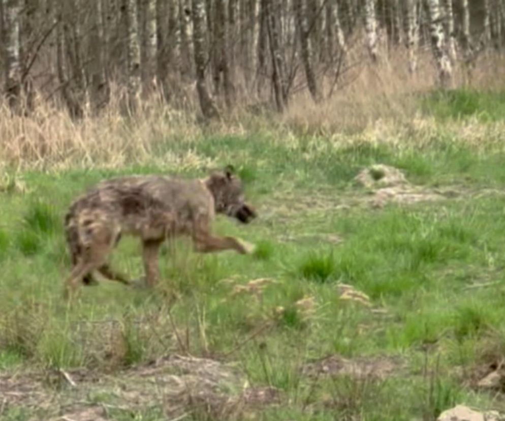 Sensacja pod Sokołowem! Dzielnicowy uratował wilka z opresji. Był wycieńczony