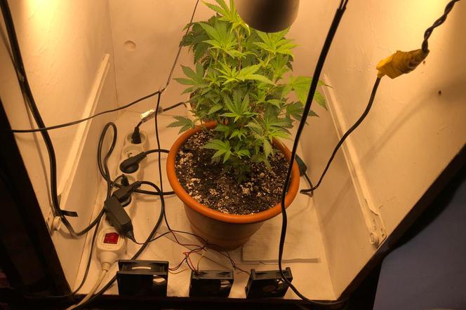 25-latek z powiatu górowskiego hodował w domu marihuanę [FOTO]