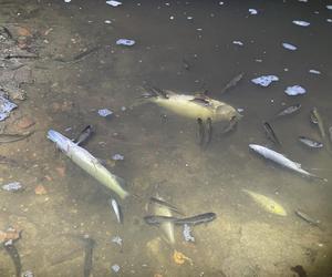 Kalisz: Śnięte ryby w Kanale Bernardyńskim - czy rzeka została skażona? Specjaliści badają próbki wody