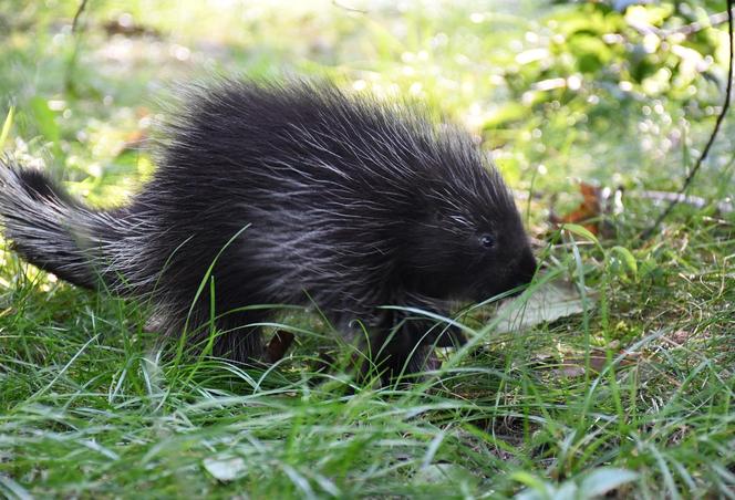 Baby boom w poznańskim zoo! Na świat przyszedł urson