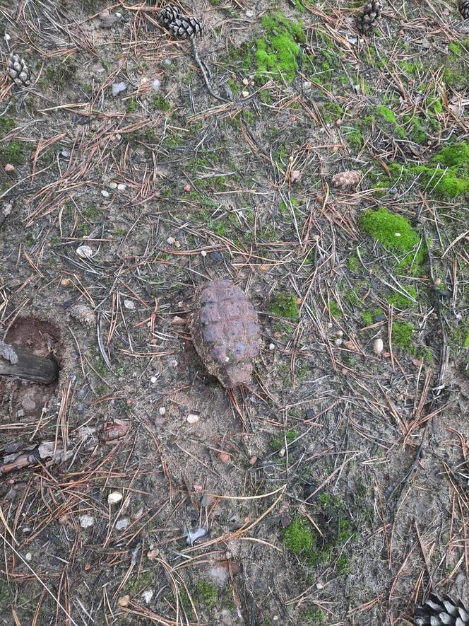 Grzybiarze przecierali oczy ze zdumienia, gdy to zobaczyli! Teren zabezpieczyła policja 