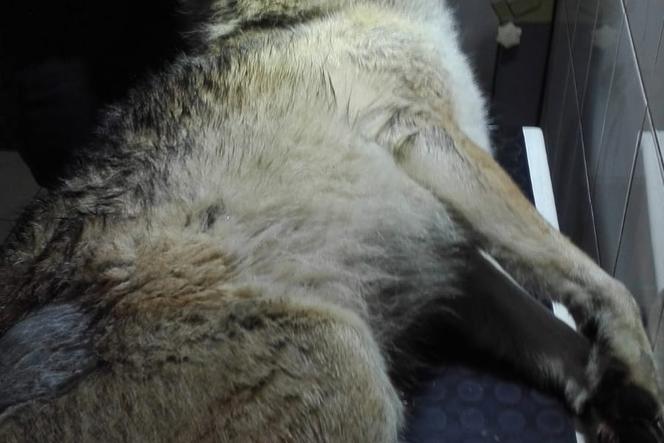 Samochód zabił jednego z najstarszych wilków w Puszczy Bydgoskiej